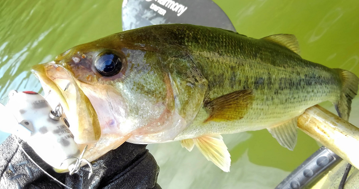 魚とルアーのアップ写真