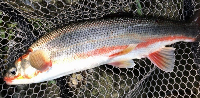 魚のアップ写真