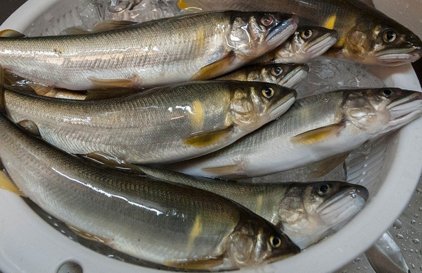 魚のアップ写真