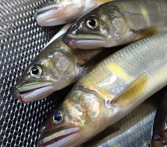 魚のアップ写真