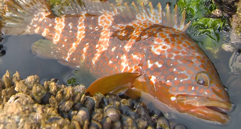 魚のアップ写真