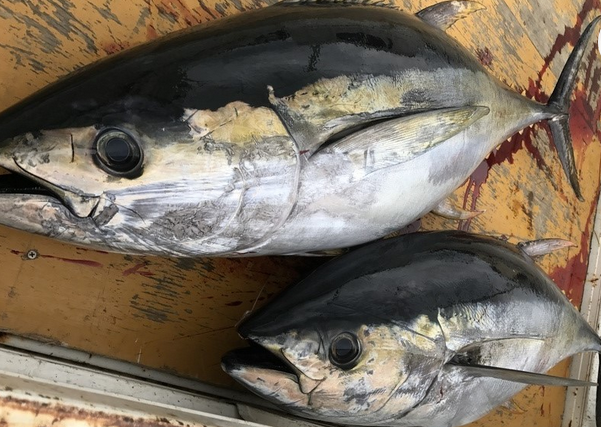 魚のアップ写真