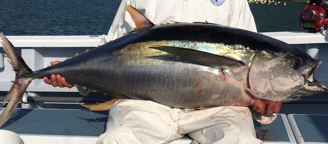 魚のアップ写真