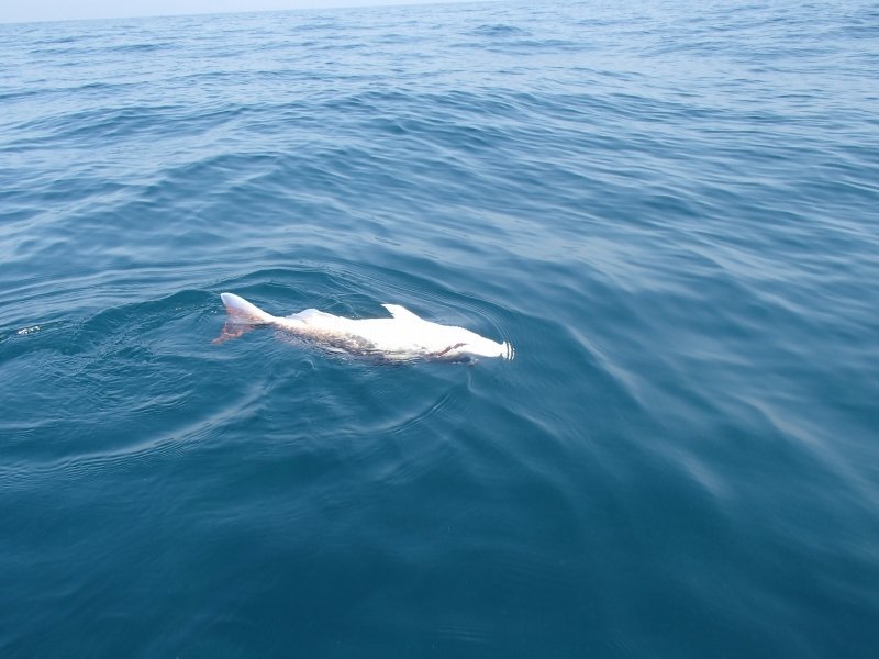 苦しげに泳ぐマダイの写真