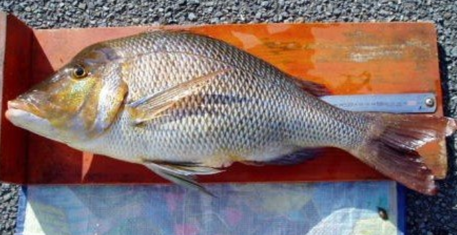 魚のアップ写真