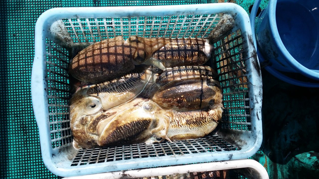 スミイカの写真