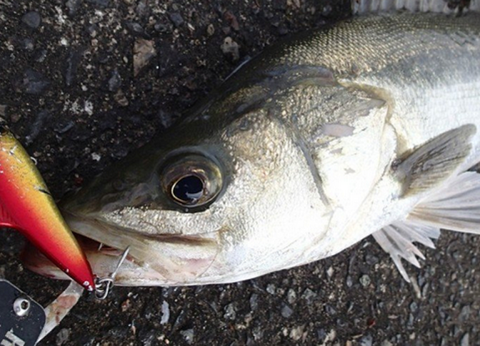 魚のアップ写真