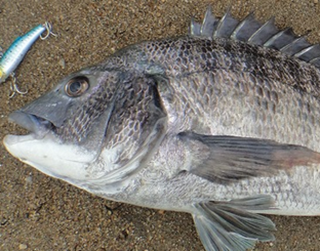 魚のアップ写真