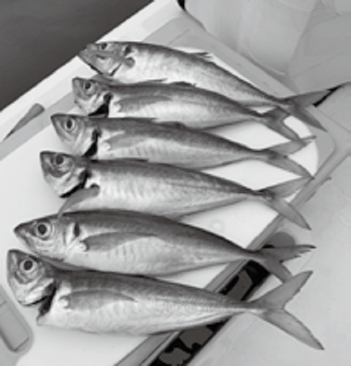 アジ快釣で土産十分！泳がせ釣りも魅力！