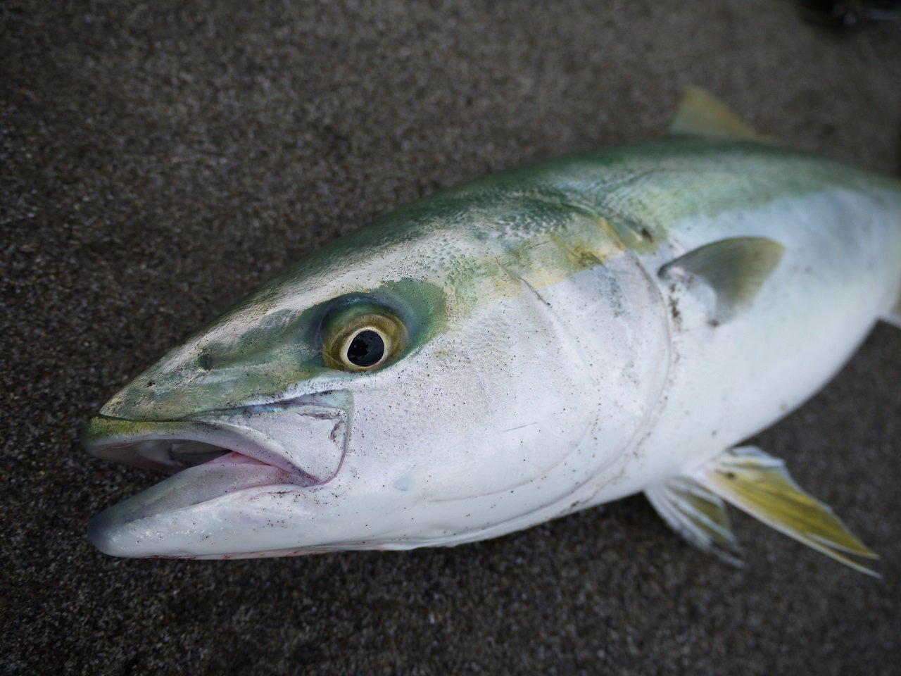 磯釣り 隠岐で日本記録を超える158cmのヒラマサゲット 当日の釣具を一挙公開 釣りまとめアンテナ