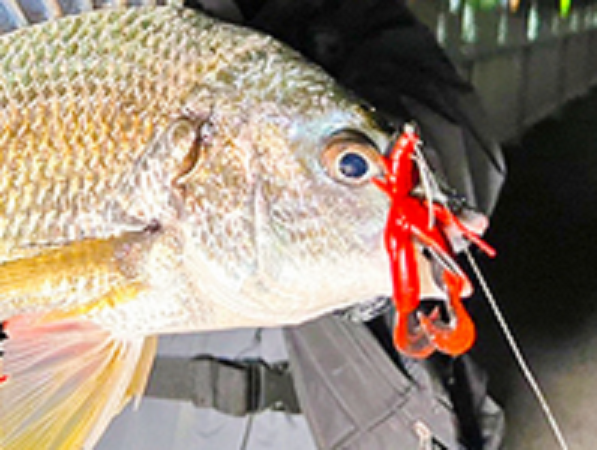 魚とワームのアップ写真