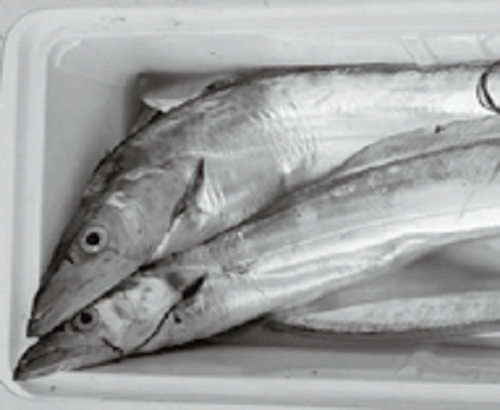 タチウオの写真