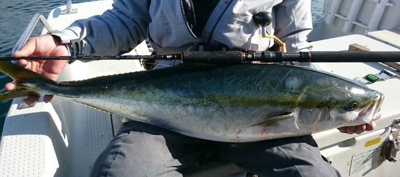 魚のアップ写真