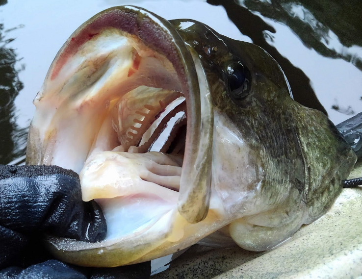 魚のアップ写真