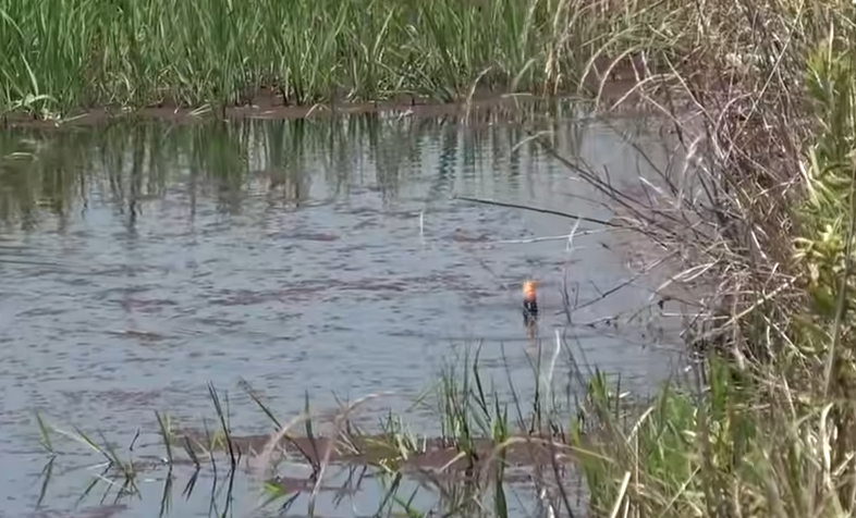 水面のアップ写真