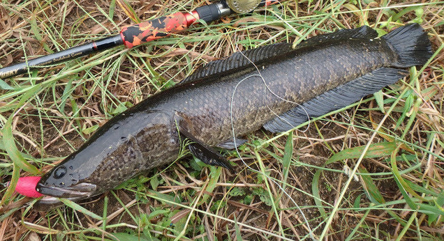 魚とルアーのアップ写真