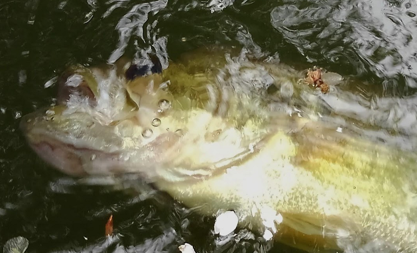 魚のアップ写真