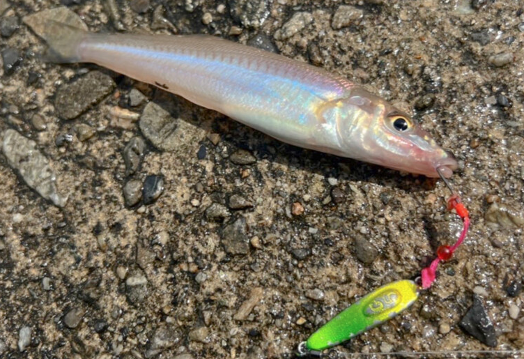 魚とメタルジグのアップ写真