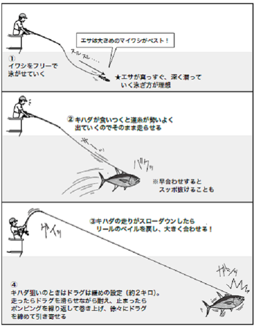 ライブベイトで挑む！カツオ・キハダ