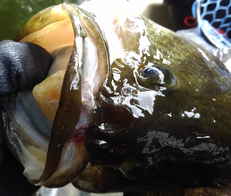 魚のアップ写真