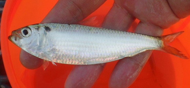 魚のアップ写真