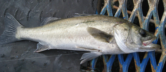 魚のアップ写真