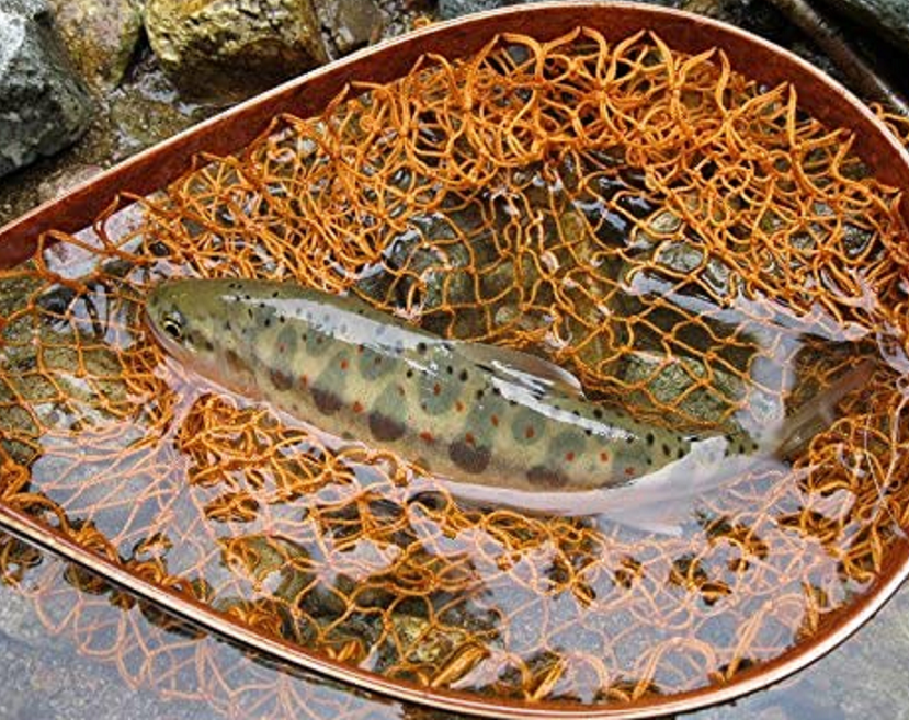 魚のアップ写真