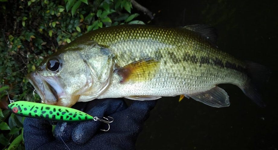 魚とルアーのアップ写真