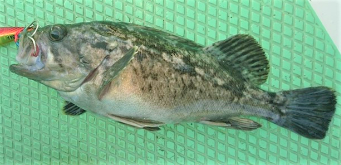 魚のアップ写真