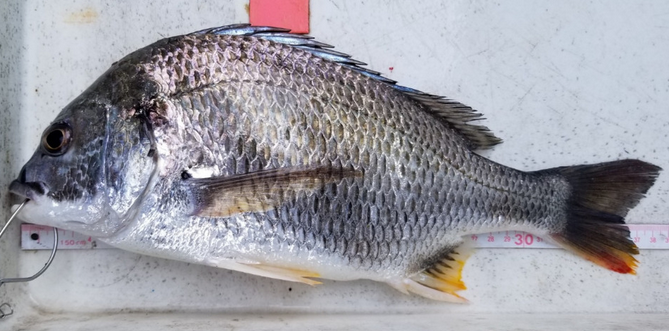 キビレをルアーで釣りたい 釣り方 おすすめタックル特集