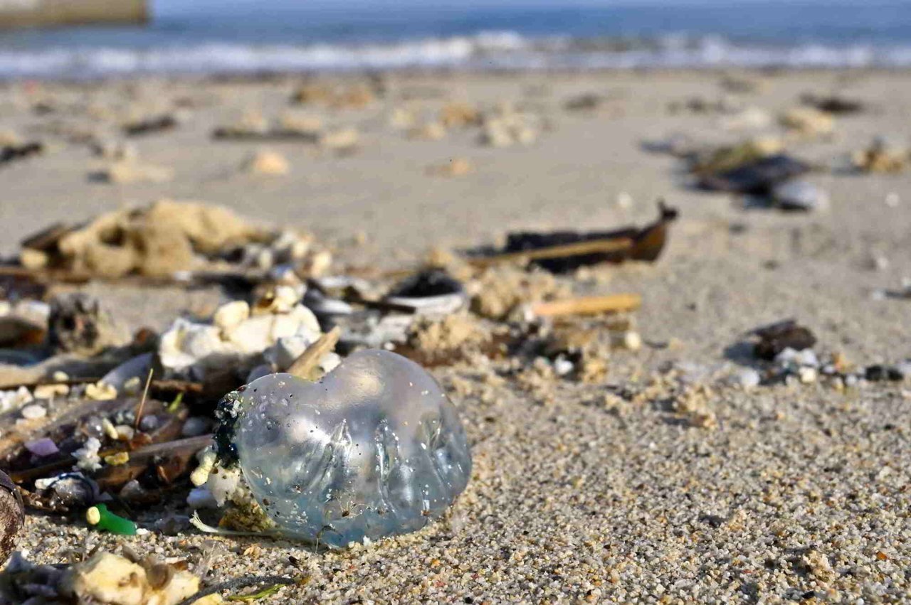 カツオノエボシ