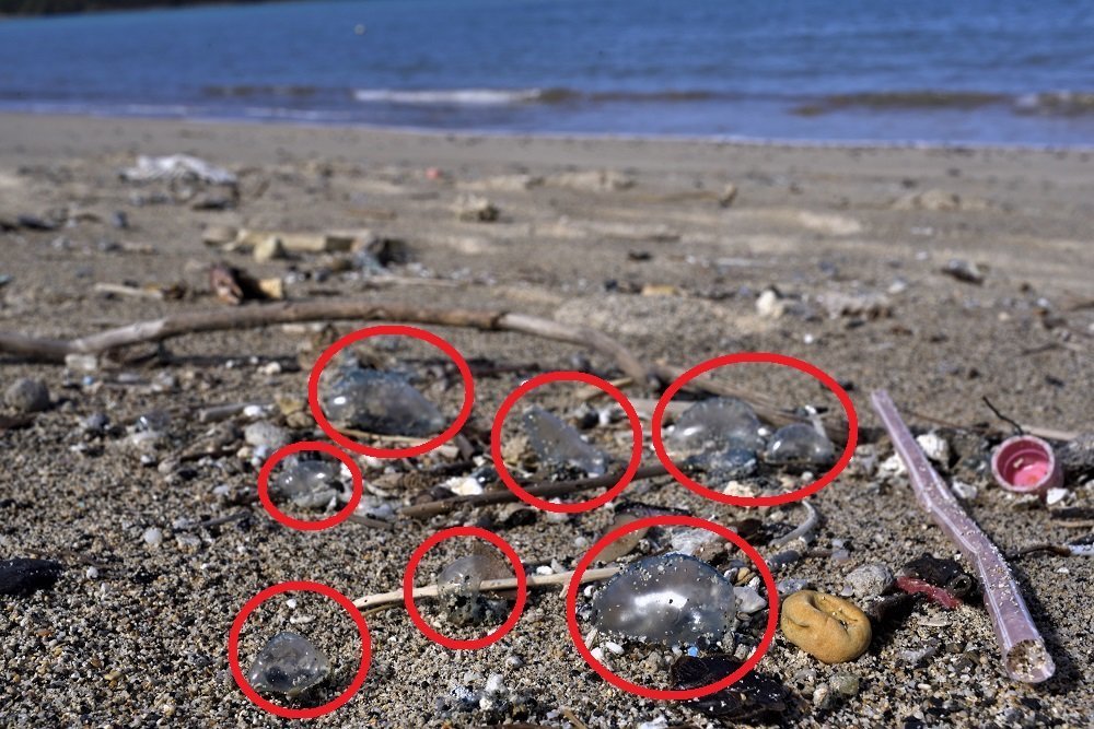 カツオノエボシ