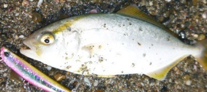 魚のアップ写真