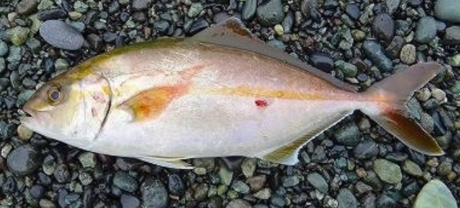 魚のアップ写真