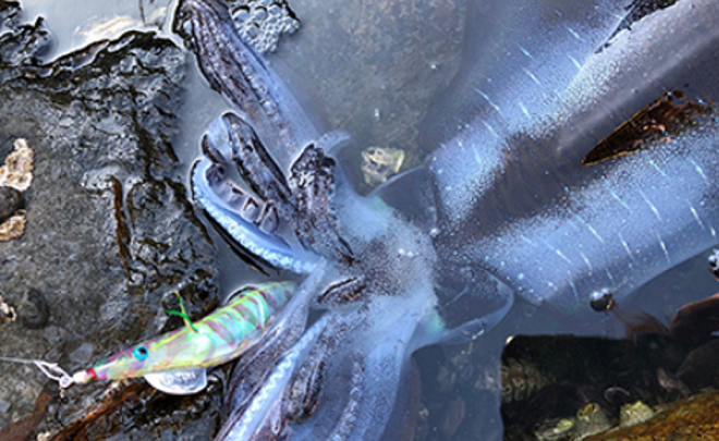 イカとエギのアップ写真