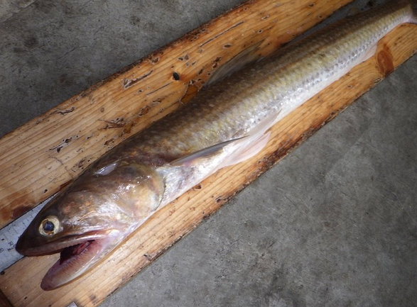 エソってどうやって食べればいいの 釣り方 食べ方特集