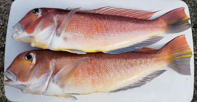 魚のアップ写真