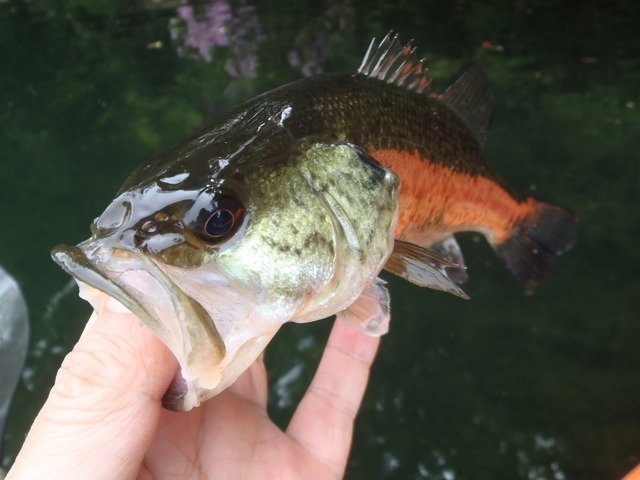 初夏のビックバス探しのヒントは子バスが持っている 共食いを利用したビッグバスゲットの秘訣って