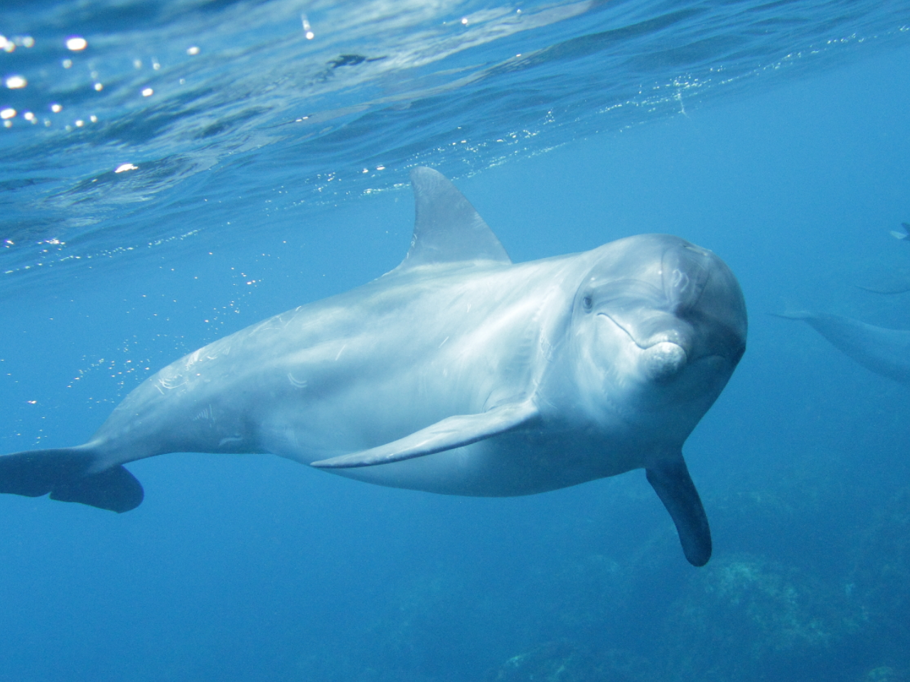 【釣りにも影響大】福井県の海岸でイルカの目撃情報相次ぐ 海水浴客がイルカに噛まれ怪我 もし遭遇したらどうする?