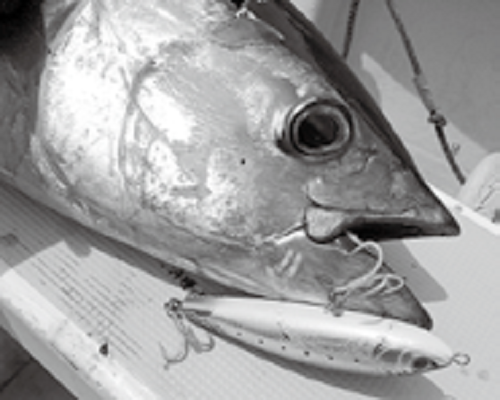 キハダマグロの写真