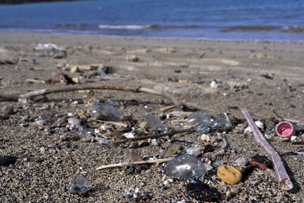 カツオノエボシ