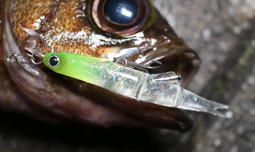 魚とルアーのアップ写真