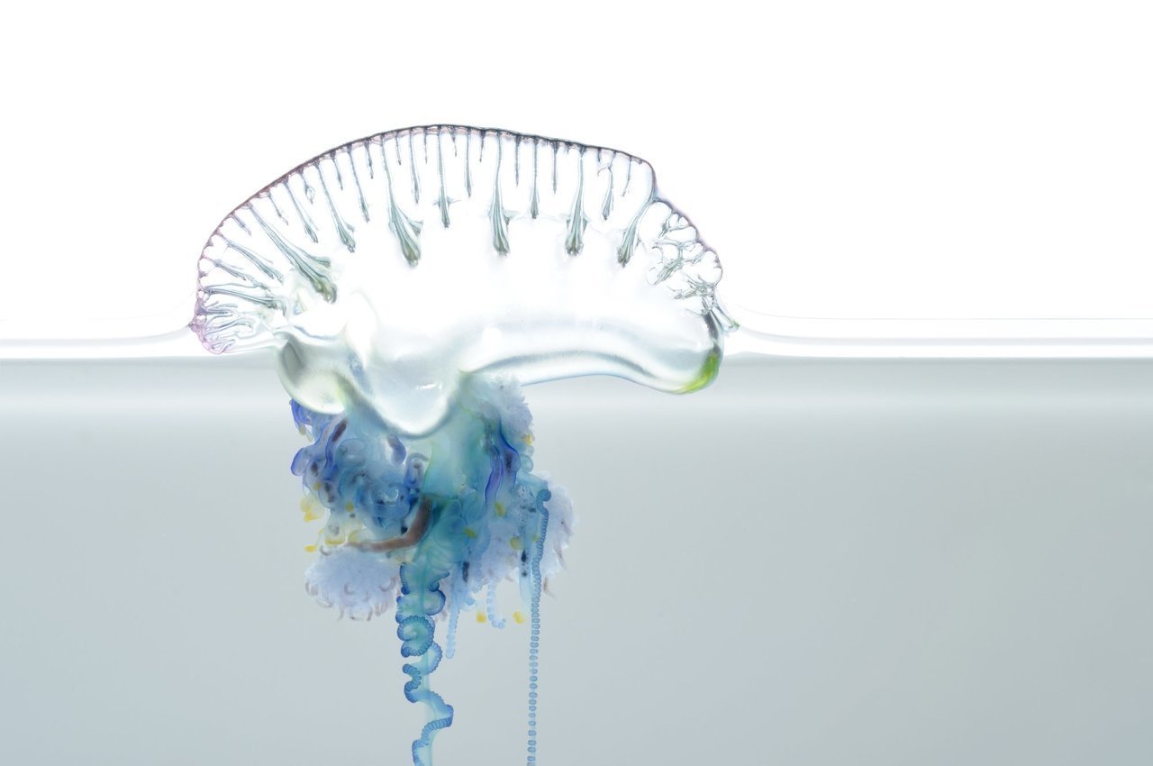 カツオノエボシの写真