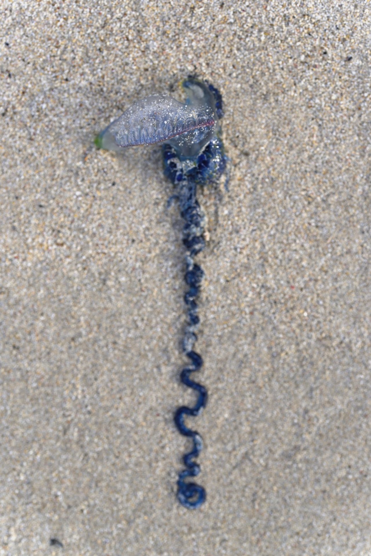 カツオノエボシの写真