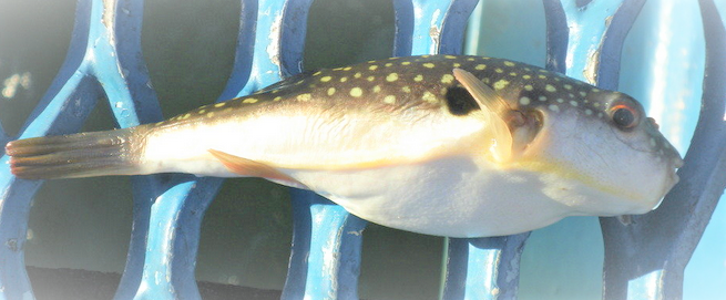 魚のアップ写真