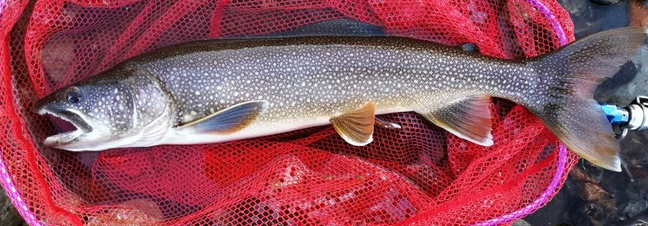 魚のアップ写真