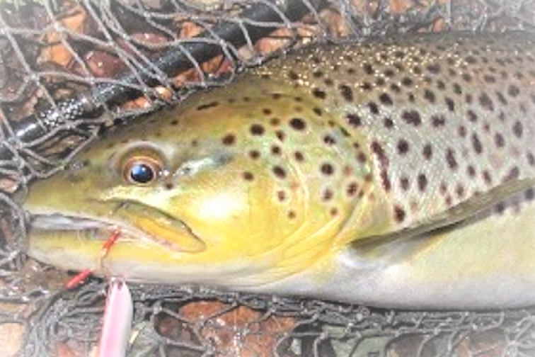 魚のアップ写真