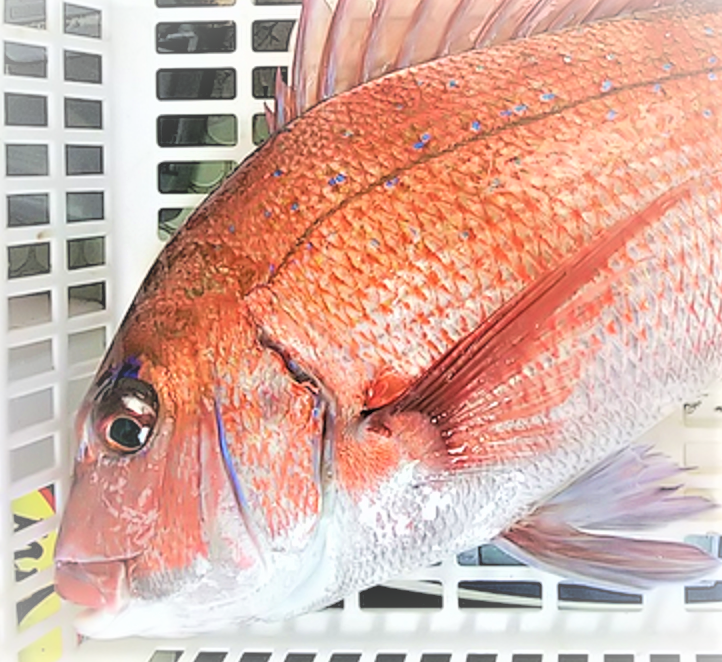 タイを狙って釣りたい ショアから釣れるタイってどれなの