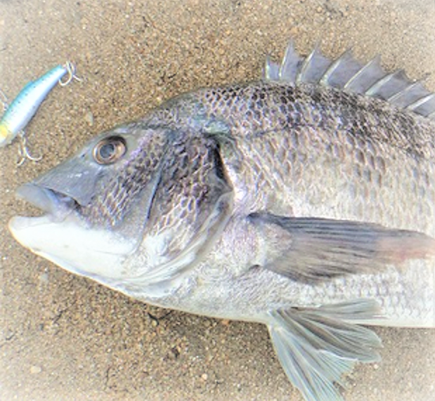 魚とルアーのアップ写真