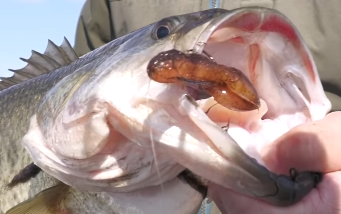 魚とワームのアップ写真